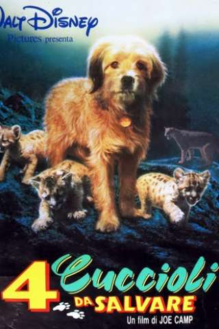 4 cuccioli da salvare