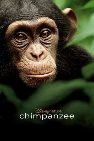 Chimpanzee