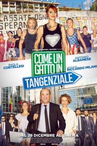 Come un gatto in tangenziale