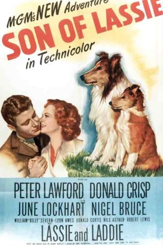 Il figlio di Lassie