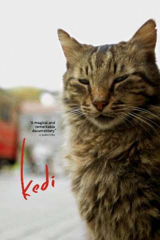 Kedi - La città dei gatti